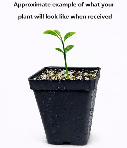 Ruby Red Grapefruit Tree - 2-5 Inch Tall Live Plant - Potted Sweet Grape Fruit Seedling - Citrus x paradisi 'Ruby Red'