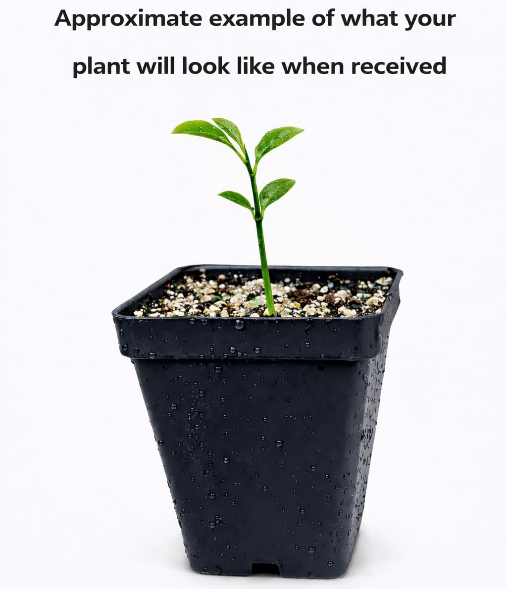 Ruby Red Grapefruit Tree - 2-5 Inch Tall Live Plant - Potted Indoor/Outdoor Fruit Seedling - Citrus x paradisi 'Ruby Red'