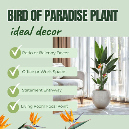 Set 2 Orange Bird of Paradise Plants Live, Strelitzia Reginae Live Plant, Established Roots, 5 Inc to 1 Feet Tall, No Pot