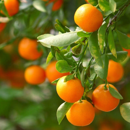 2 Clementine Mandarin Trees - 2-5 Inch Tall Live Plants - Potted Orange Fruit Seedlings - Citrus x Clementina - (2 Pack)