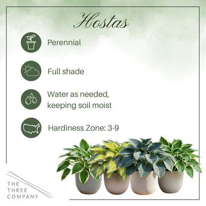 Live Perennial Hosta - Golden Tiara (3 Plants Per Pack) Beautiful Accent Plant, 10" Tall by 4" Wide in 1 Qt Pot