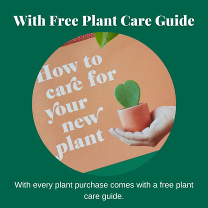 House Plant Shop | Spider 'Bonnie' - 4" Pot | Live Indoor Plant | Easy to Care | Natural Décor Plant | Great Gifts| Free Care Guide