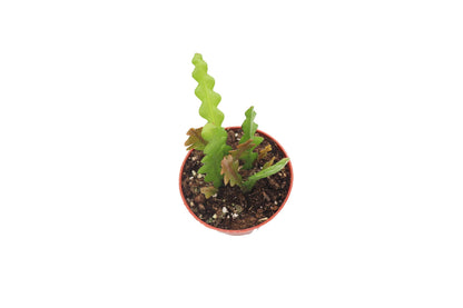 Fishbone Cactus 4" - from California Tropicals