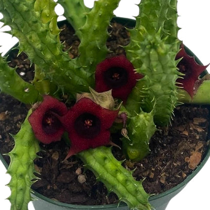 BubbleBlooms Huernia Red Dragon Stapelia Cactus/Huernia penzigii, in 4 inch Pot