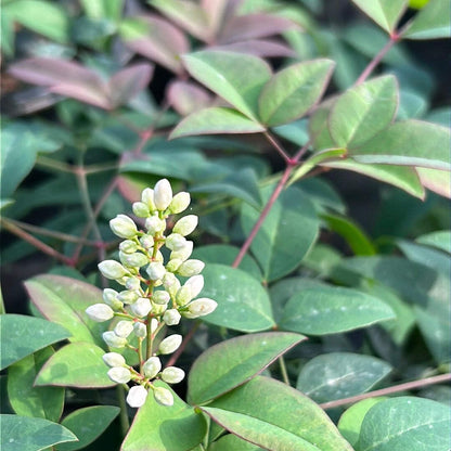 Harbor Belle Heavenly Bamboo, 3 Gallon, Evergreen Shrub