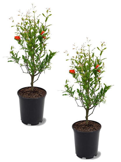 Parfianka Pomegranate Tree, Fruit Bearing, Hardy, 1 gal Nursery Pot, 12-18 in Tree Height (Due to Agricultural Laws, we Cannot Ship to CA, AZ, AK, or HI), 2 Pomegranates