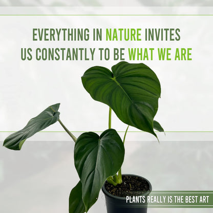 LEAL PLANTS ECUADOR Philodendron Pastazanum (Pack of 2)| Live Indoor Tropical Greenery |Air-Purifying Houseplants | Perfect for Home Decor, Unique Gift for Plant Lover