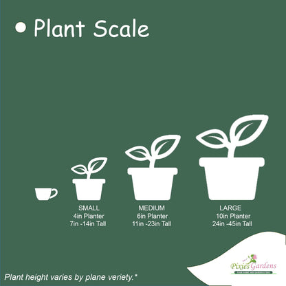 Moonglow Pear Tree, Live Fruit Tree Plant (7 Gallon/Potted/Single Plant)
