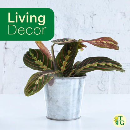 Thorsen's Greenhouse Red Prayer Plant, Live Indoor Plant, Pet Friendly, Popular Houseplant, Red Maranta, Easy to Grow, 4" Diameter Pot (Gold)
