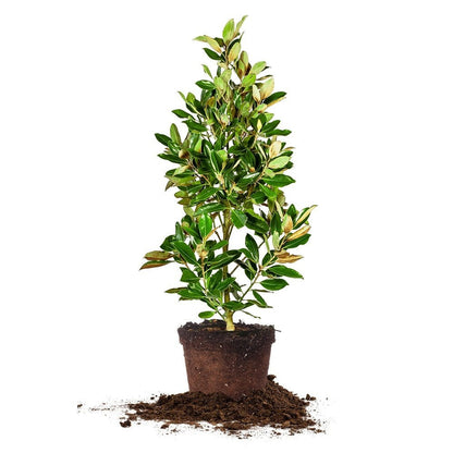 Little GEM Magnolia - Size: 2-3 ft, Live Plant, Includes Special Blend Fertilizer & Planting Guide