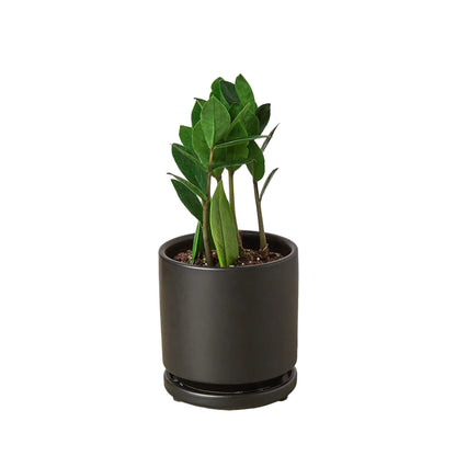 3 Pack Zamioculcas Zamiifolia ZZ in 4in Pot - Live Plants Tropical Houseplants | Variegated | USA Growers | The Snobby Leaf