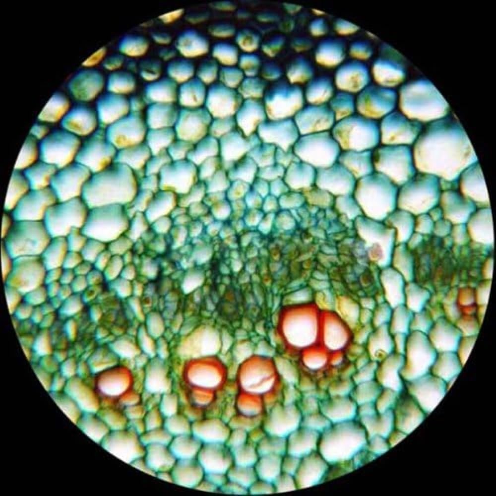 AmScope T690C-PL Trinocular Compound Microscope, 40X-2500X Magnification, WH10x and WH25x Super-Widefield Eyepieces, Infinity Plan Achromatic Objectives, Brightfield, Kohler Condenser, Double-Layer Mechanical Stage
