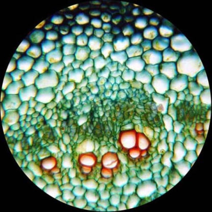 AmScope T690C-PL Trinocular Compound Microscope, 40X-2500X Magnification, WH10x and WH25x Super-Widefield Eyepieces, Infinity Plan Achromatic Objectives, Brightfield, Kohler Condenser, Double-Layer Mechanical Stage