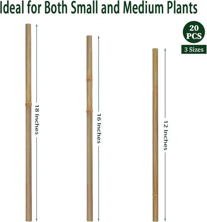 BOVITRO 12-Inch Natural Bamboo Plant Support Stakes - 20 Pcs for Tomatoes, Beans & Potted Plants