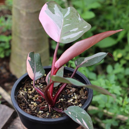 Philodendron Pink Princess Plants | Pink Princess Plant Live Houseplant in 4” Inch Pot | Easy-Care Indoor Plant for Shelves, Desks & Modern Spaces