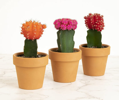 Grafted Cactus Succulent 3PK in 3" Terracotta Pots, Live Succulents & Mini Cacti Plant Gift, Real Houseplants for Home or Office, Easy Care Houseplant Trio by Plants for Pets