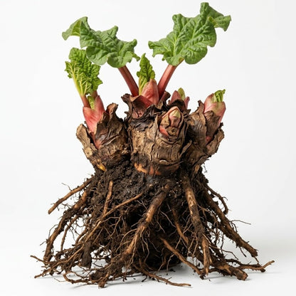Rhubarb Plants Root for Planting, Hardy & Sweet Red Cherry Rhubarb, Large Crown 6–7 Inch, Easy to Grow for Beginners, Fast- Growing Perennial