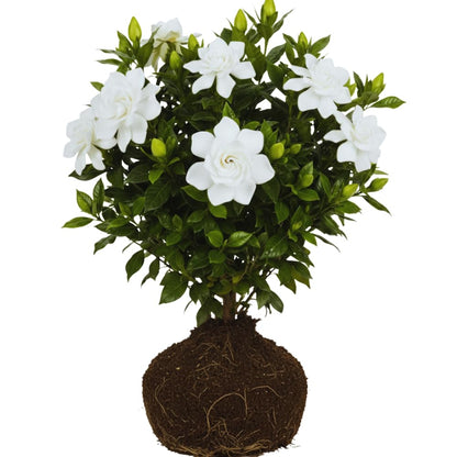 2 Jasmine Plants Live, Climbing Jasmine Flower Plant, Zone 4 to 11, 5 to 7 Inc in Height (Frost Proof Gardenia)
