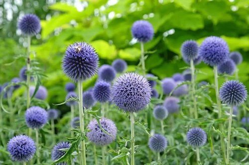 Echinops Ritro Blue Globe Thistle Seeds - 25+ Premium Southern Globethistle Flower Seeds for Garden