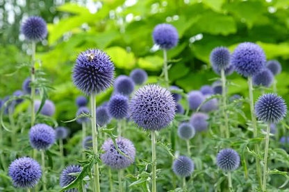 Echinops Ritro Blue Globe Thistle Seeds - 25+ Premium Southern Globethistle Flower Seeds for Garden