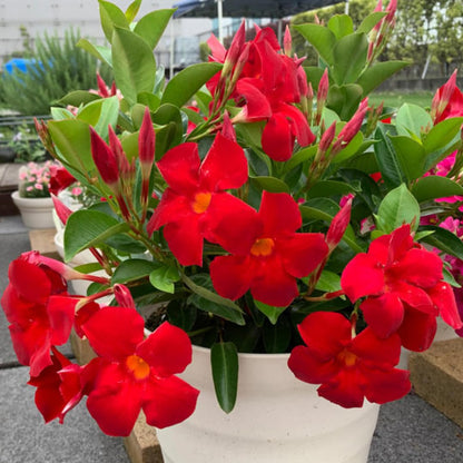 2 Red Mandevilla Plants Live for Garden, 4 Inc to 6 Inc Tall, Mandevilla Plants Live, Mandevilla Vine Plant, Mandevilla Plant