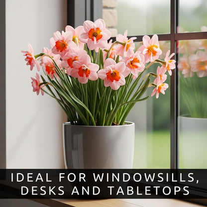 Indoor Pre-Chilled Pink Pony Daffodil Bulbs for Forcing Indoors - Easy to Grow in Water Indoors - Prechilled Indoor Bulbs - Bright Blooms During Cold Winter - Holiday Hostess Gift (5 Bulbs)