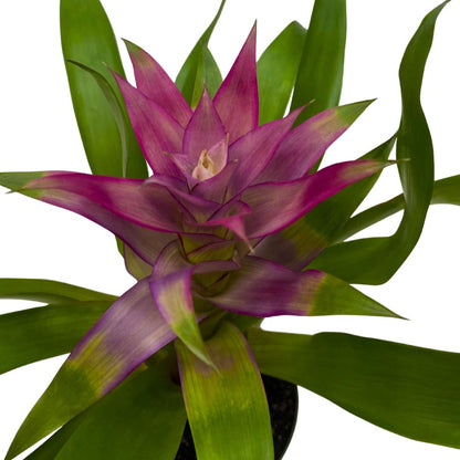 BubbleBlooms Purple Bromeliad in a 4 inch Pot Guzmania monostachia West Indian Tufted Airplant