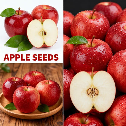 Mixrug Mix Dwarf Bonsai Fruit Tree Seeds for Planting, 40+ Apples Tree,40+ Lemon Tree Seeds,40+ Orange, 20+ Blueberry,40+ Cherry 5 Variety Individual Packs, Fruits Seeds Non-GMO Heirloom Organic