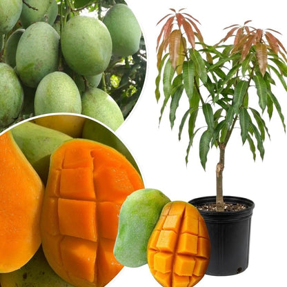 Ice Cream Mango Tree Live Plant, 2-3 Gallon Pot, Mango Plants Live, Grafted Dwarf Tropical Fruit Tree for Patio & Garden