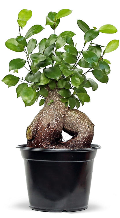 Live Ginseng Ficus, Ficus Retusa, Taiwan Ficus, Banyan Fig, Bonsai Houseplant, Birthday Gift, Housewarming Gift for The Home, Plant Lover Gift, Live Potted Houseplant in 6" Pot
