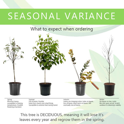 Red Haven Peach Tree, Freestone Pit, Heavy-Bearing, Cold Hardy, 1 gal Nursery Pot, 1-2 ft Tree Height (Due to Agricultural Laws, we Cannot Ship to CA, AZ, AK, or HI), 2 Trees