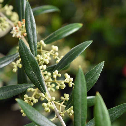 Perfect Plants Arbequina Olive Live Plant, 2-3ft, Includes Care Guide
