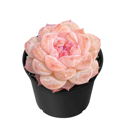 Sprout N Green Echeveria 'ICY Laui' Sugar Heart, Rare Live Succulent Fully Rooted in 2" Pot with Soil, Home Office Indoor Outdoor Wedding Decor DIY Projects Party Favor, Easy to Care, Pet Friendly
