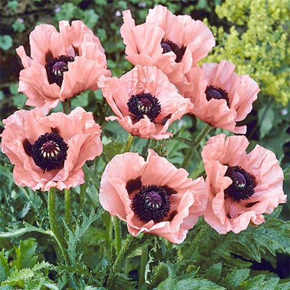 Regine Switzerland 5000+ Mixed Poppy Flower Seeds - Colorful Heirloom Wildflowers for Planting