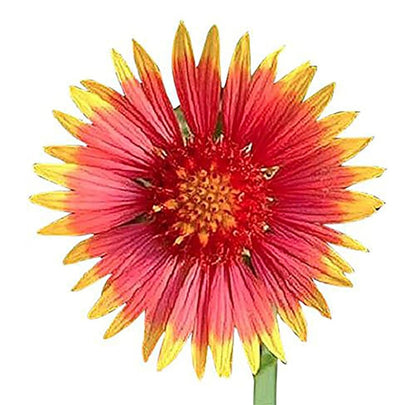 Indian Blanket Flower - Gaillardia - Source of Nectar for Monarch Butterflies - Approximately 1.400 Seeds