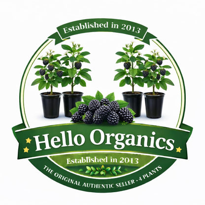 BlackBerry Plants Natchez Price Includes Four (4) Plants