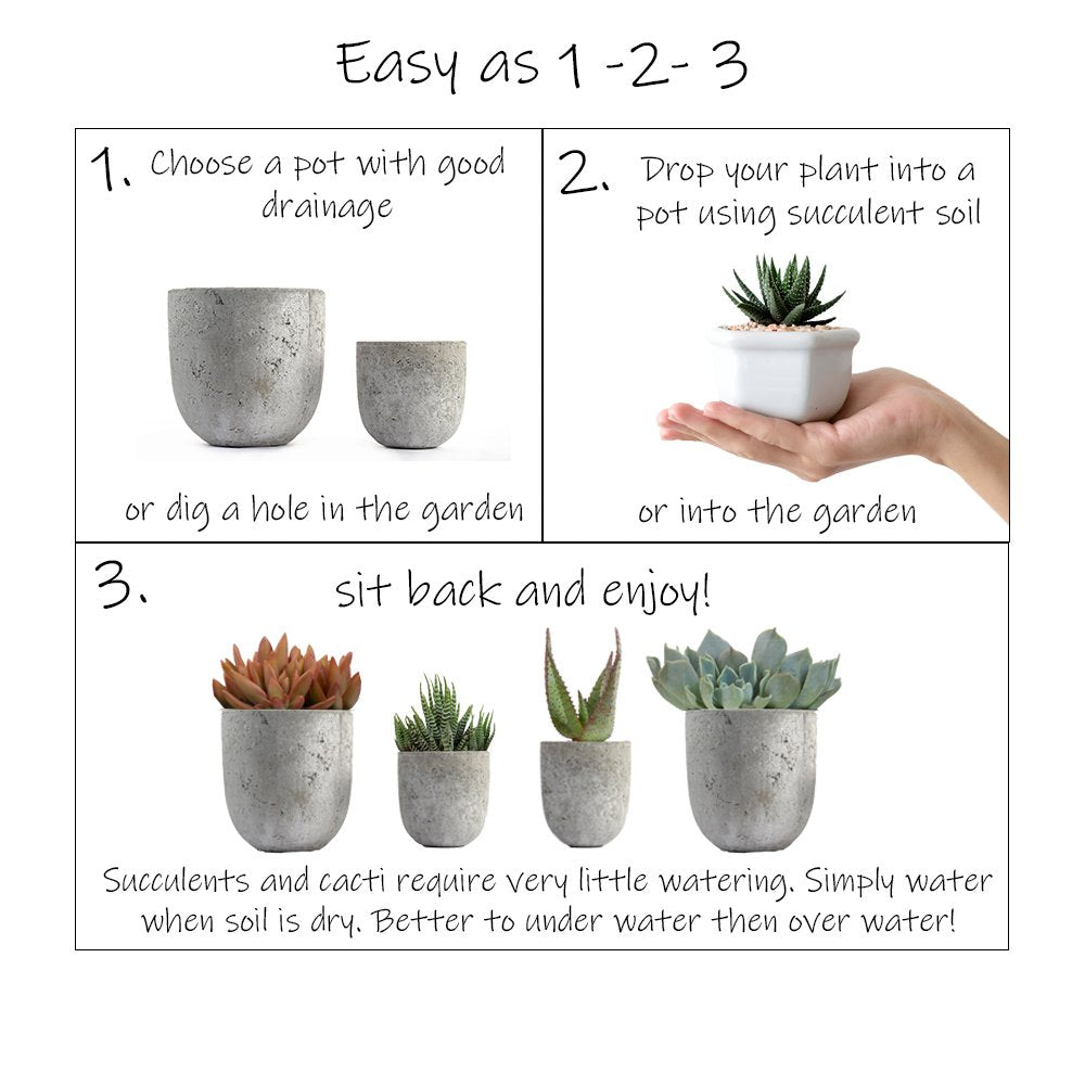 Altman Plants, Assorted Cactus Plants Live Succulents (6 Pack), Live Cactus Plant Lover Gifts, Cacti Succulents Plants Live Houseplants, Succulent Indoor Plants Live Plants in Cactus Soil Potting Mix