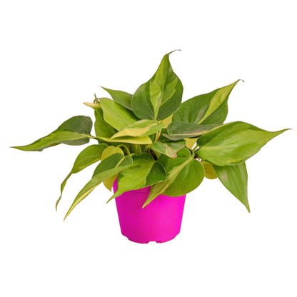 4 Pack Philodendron 'Brasil' in 4in Pot - Live Tropical Houseplant - Easy to Grow | Air Purifying | Variegated | USA Growers | The Snobby Leaf