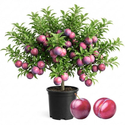 Methley Plum Tree 2-3 Feet Tall in 3 Gallon Pot, Red Purple Plum Plant Live, Hardy PlumsTrees for Planting Outdoor Garden, No Ship to CA