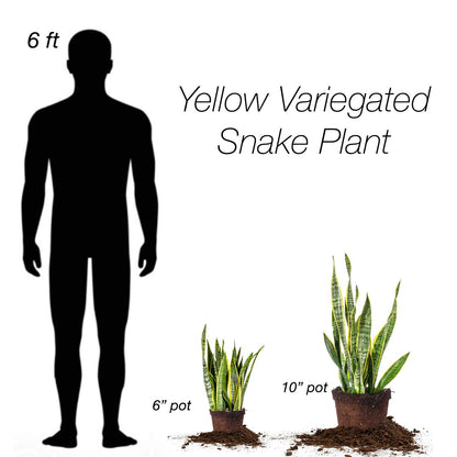 Perfect Plants Snake Plant Sansevieria Trifasciata Laurentii 16in Tall | Easy Care Houseplant | Perfect for Low to Bright Light Conditions, 6 in Grower's Pot