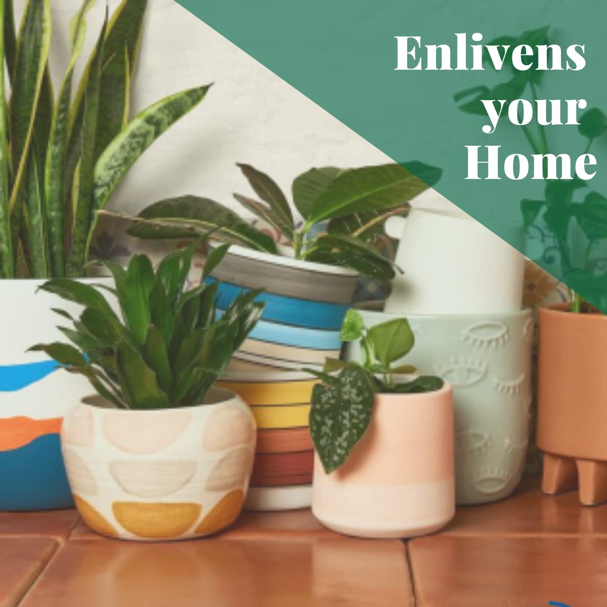 HOUSE PLANT SHOP | Pet Friendly Bundle - 4" Pot | Live Indoor Plant | Easy to Care | Natural Décor Plant | Great Gifts | Free Care Guide