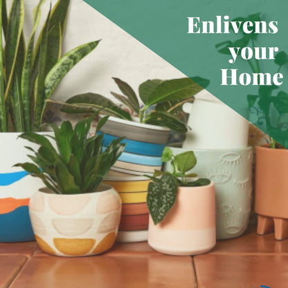 House Plant Shop | Spider 'Bonnie' - 4" Pot | Live Indoor Plant | Easy to Care | Natural Décor Plant | Great Gifts| Free Care Guide