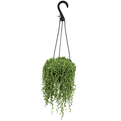 Live String of Pearls Succulent Plant Decor Hanging Basket, Real Succulents & Houseplants for Home or Office, Senecio Rowleyanus, Unique House Plants