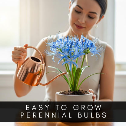 Electric Blue Spider Lily Bulb for Planting (1 Bulb) - Rare Lycoris Variety -Striking Blue Blooms -Easy Care Perennial - Surprise Bloom Flower - Unique Valentine Gift - Cheerful Lily