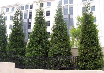 Live Plant - 5 Thuja Green Giant Arborvitae Trees/Shrubs - 6-12" Tall Live Plants, 2.5" Pots
