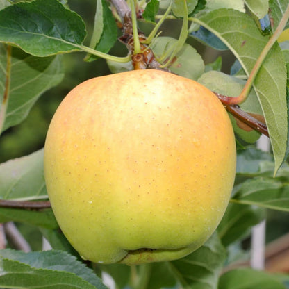Live Delicious Apple Tree Plant, Sweet Apple Fruit Tree 2-3 Feet Tall in 3 Gallon Pot, Hardy Outdoor Tree, Ready for Planting, No Ship to CA (Yellow Apple)