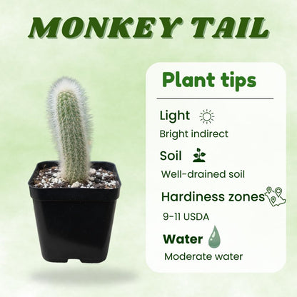 Monkey Tail Cactus Live Plant, Trailing Monkey Tail Cactus Plant, Houseplant Succulents in 2 Inch Pot for Indoor Outdoor Growing