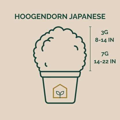 Hoogendorn Japanese Holly 3-Gallon