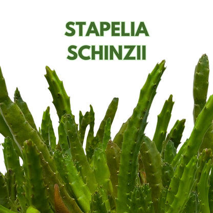 BubbleBlooms Stapelia Schinzii, 4 inch Rare Huernia, Stapeliad Orbea Unique Flowering Asclepiads