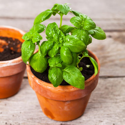 Sweet Basil Plant, 4-6" Basil Plants Live for Planting Outdoor Indoor Garden, Fragrant Herb Plants, 2 Plants Each 4" Pot